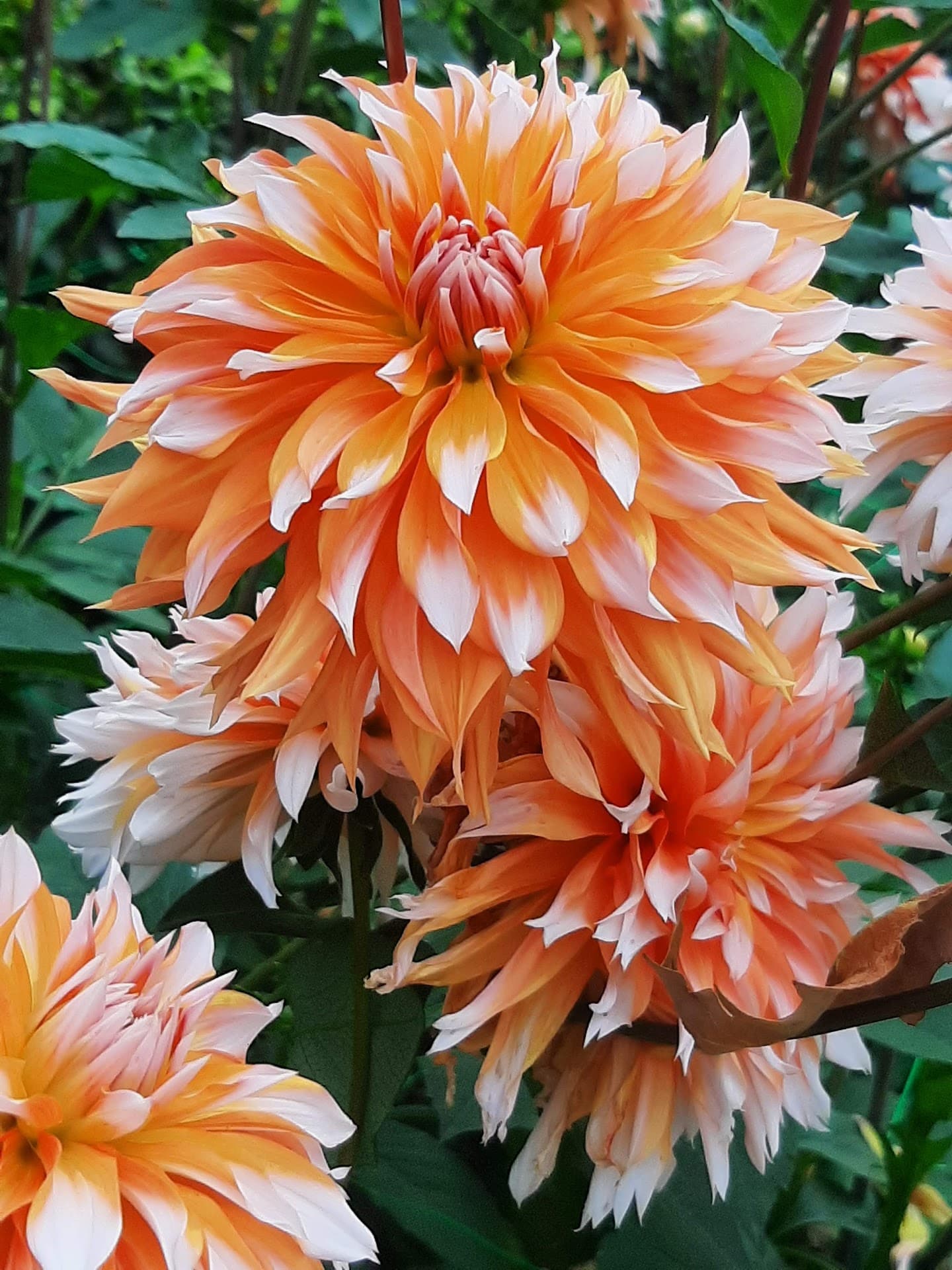 Parc Floral de Paris